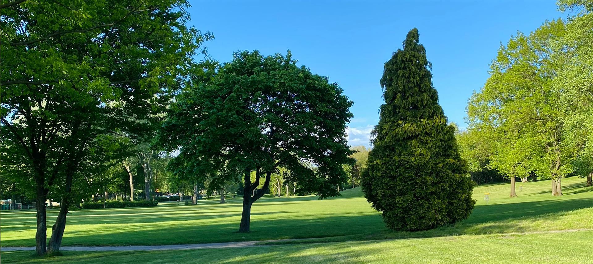 Park mit Bäumen